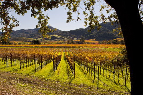 Sonoma, Napa Valley motorized window coverings, Lutron Shading Solutions, and Hunter Douglas.